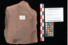 Foto (Objekt + Etikett) von Quercus palaeoilex Ettingshausen (NHMW-GEO-2024-0188-0890)